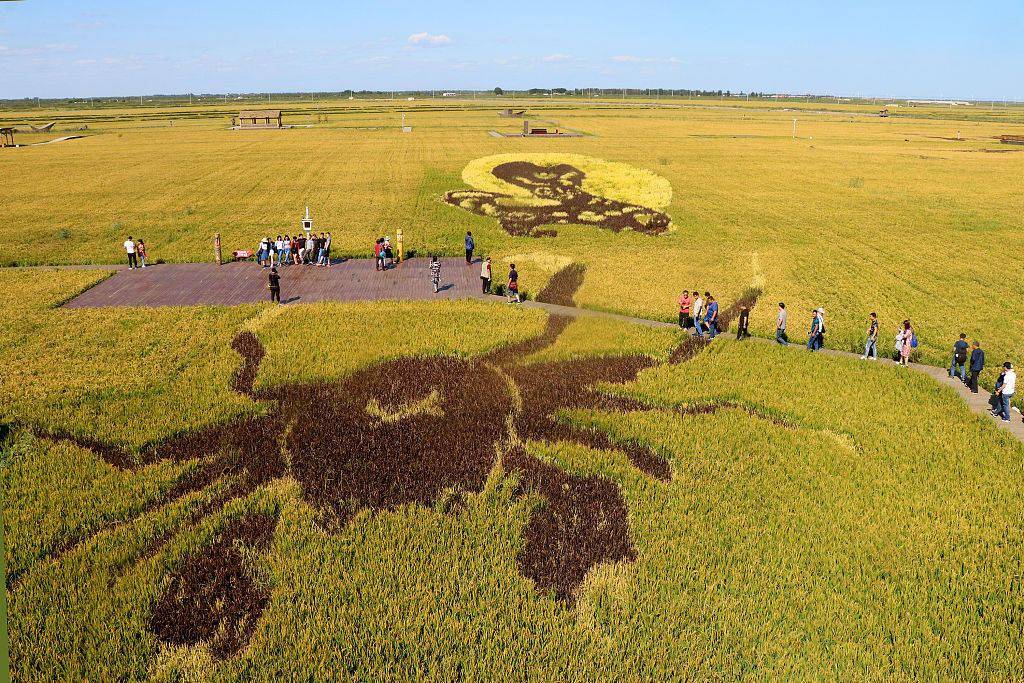 地里"长"出来的惊艳画作只有你想不到_水稻