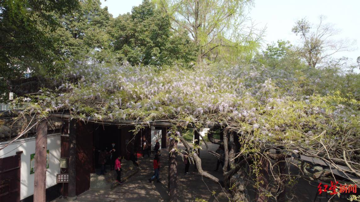 500余年历史的紫藤又开花了！到成都新都桂湖看“中国藤王”
