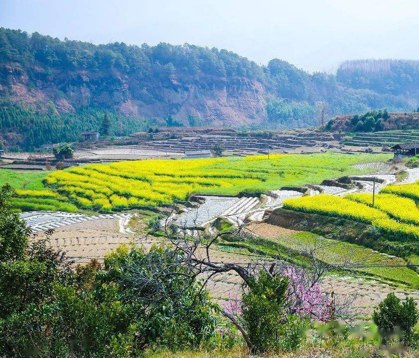 芒棒人口_棒芒草图片(3)