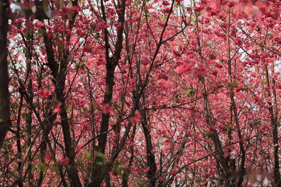 美得不像话！元江这片山的樱花特别艳