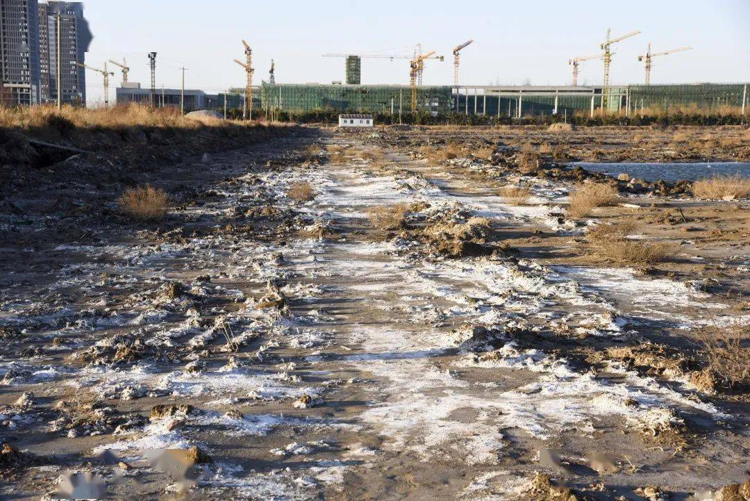 藍院鹽鹼地上建綠洲鹽沼溼地變成海上田園