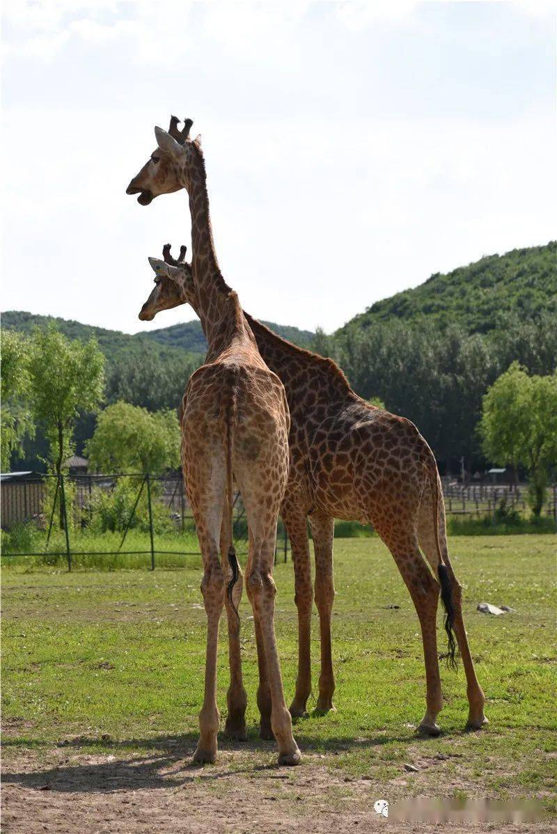 神奇的动物王国之尾巴的妙用