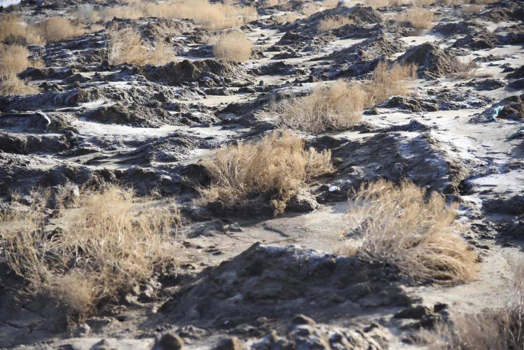蓝院盐碱地上建绿洲盐沼湿地变成海上田园