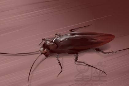 梦境解析,女性梦见成排蜘蛛的深层含义 梦境解析,女性梦见成排蜘蛛的深层含义