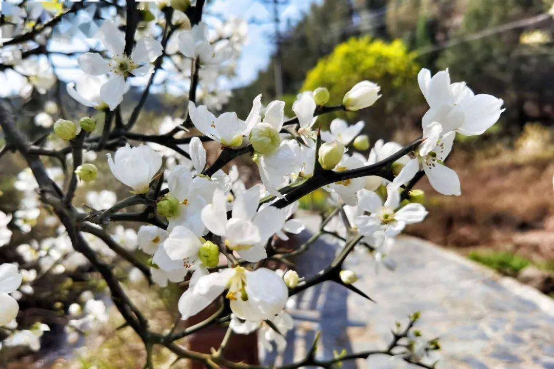 二十四节气仲春月燕归来枳壳花里寻春色