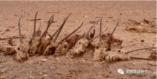 杀死5只藏羚羊,诞生1条沙图什披肩,你戴披肩的样子,真的很丑!