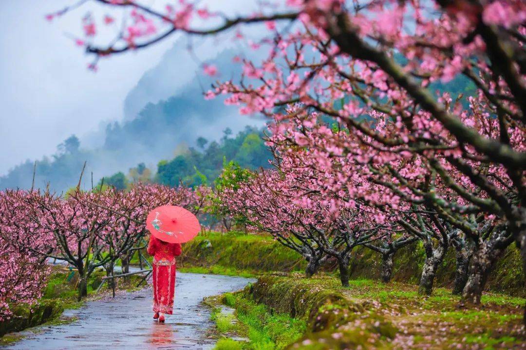 蒙溪桃花图片