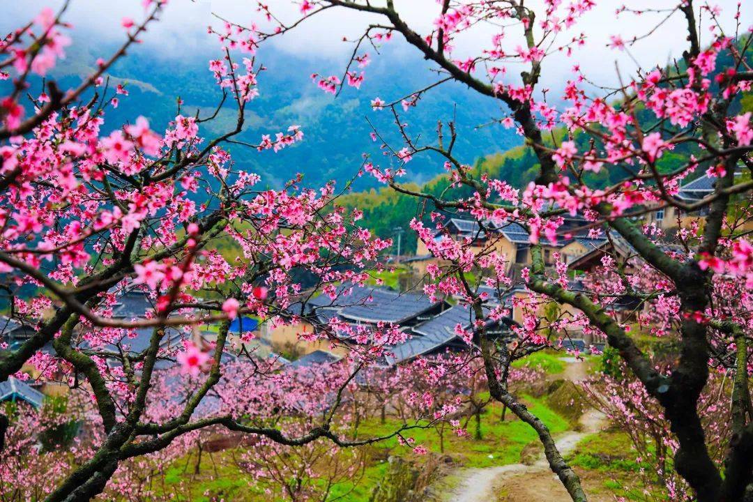 春暖花开穆云万亩桃花盛放美啦美啦
