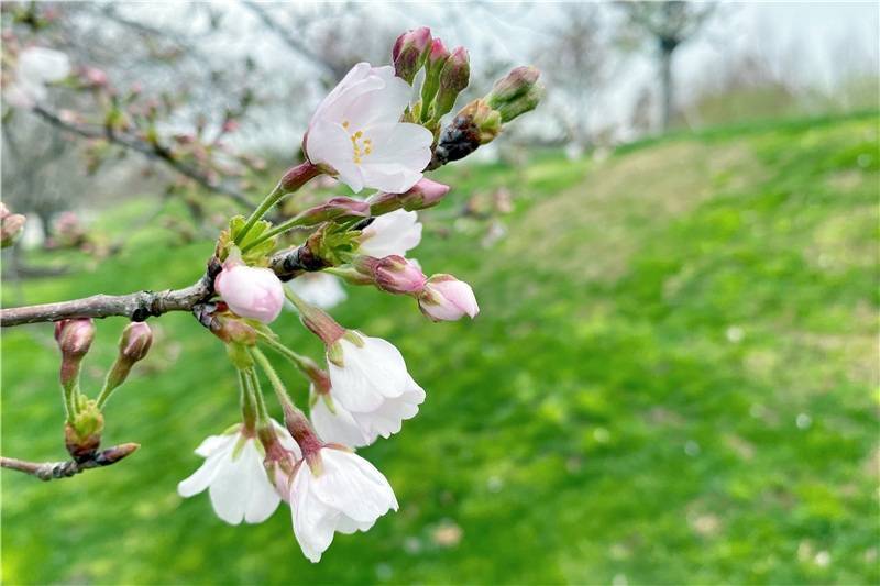 群“樱”荟萃 辰山植物园将迎最美樱花季