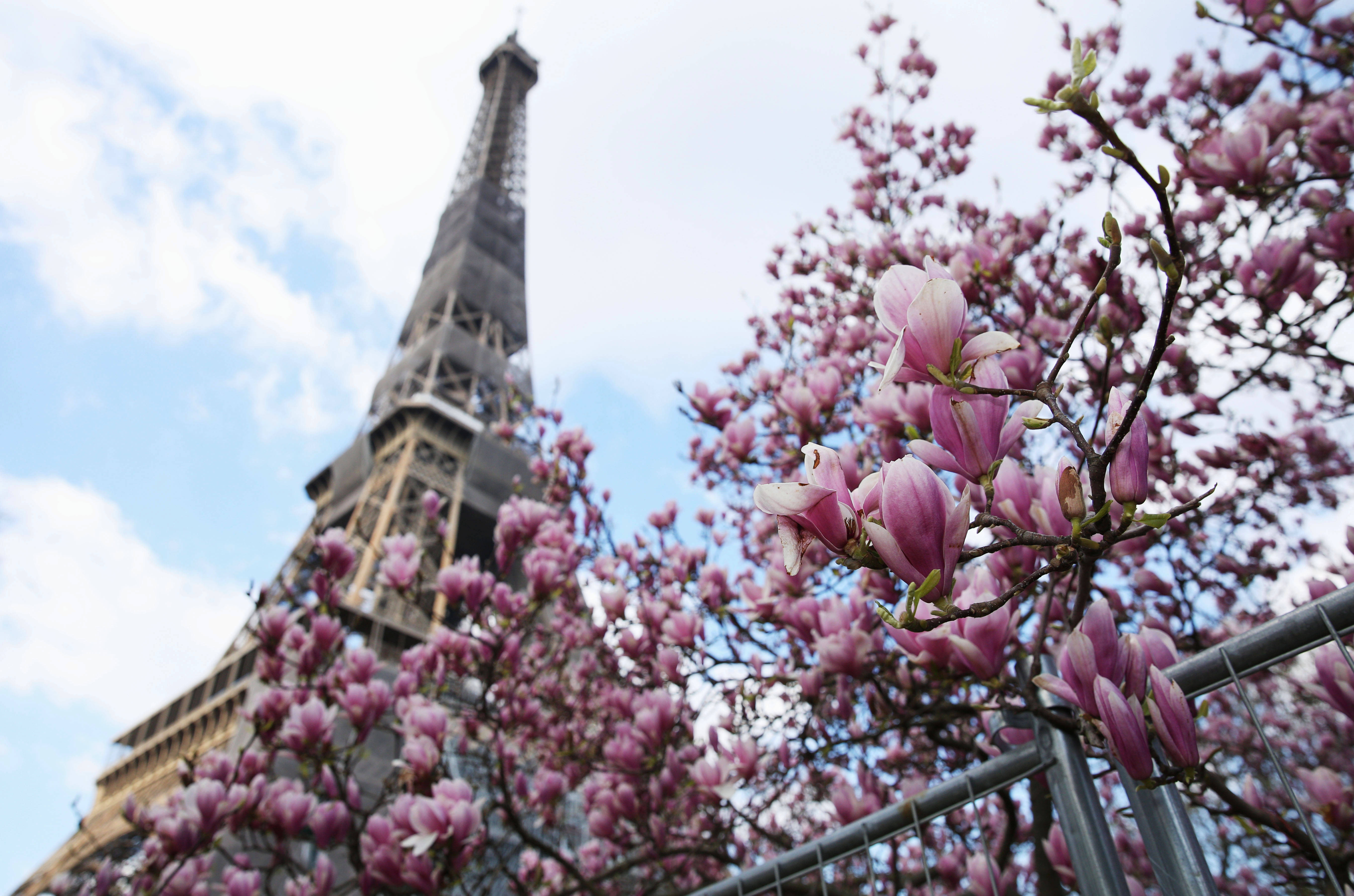 巴黎:春花绽放