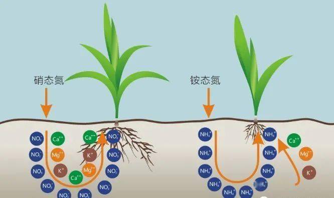 氮,磷,钾的作用你真的了解吗?