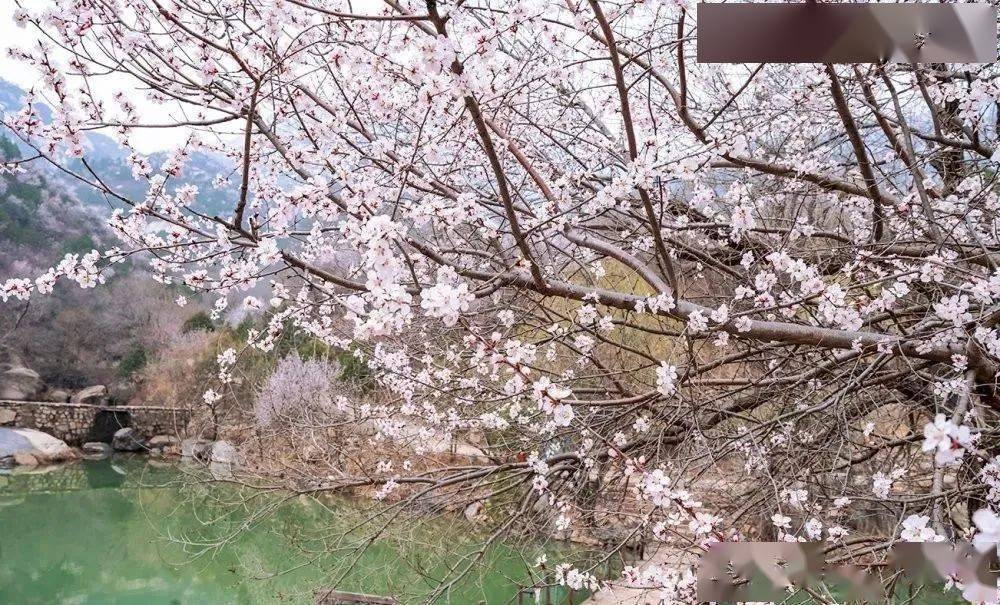 北京后花园十万山桃花已怒放 太美了 风景区