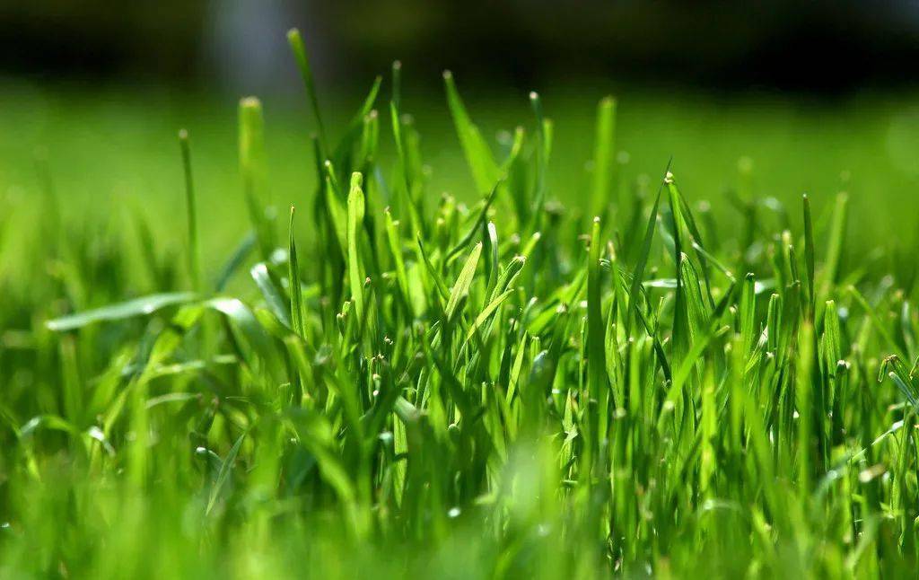 警绣年华小草的信念