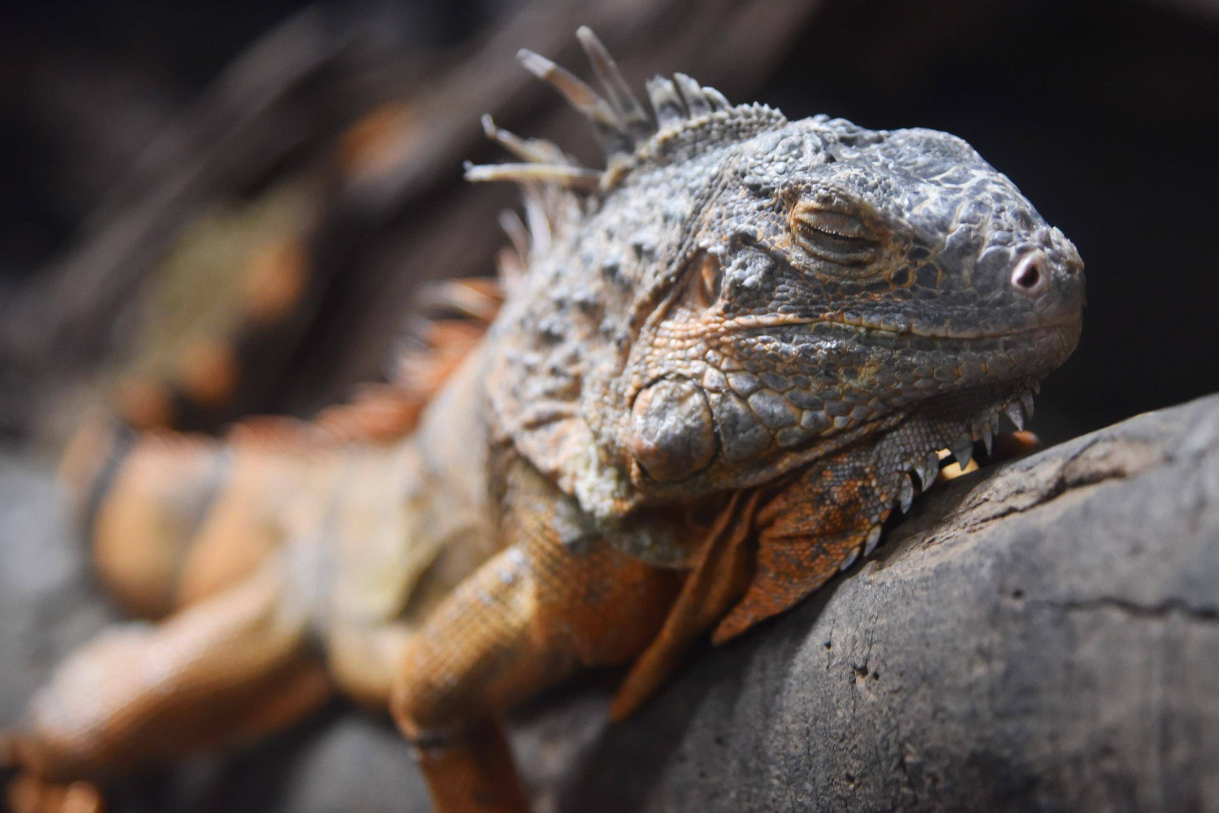 蜥蜴爬在树枝上安然入睡文/广州日报61新花城记者:轩慧图/广州日报