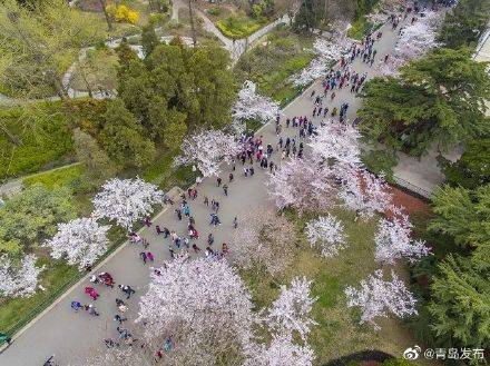 早开9天！中山公园樱花4月3日进入始花期