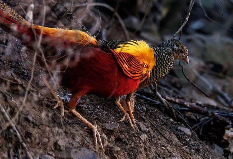 深山彩凤红腹锦鸡