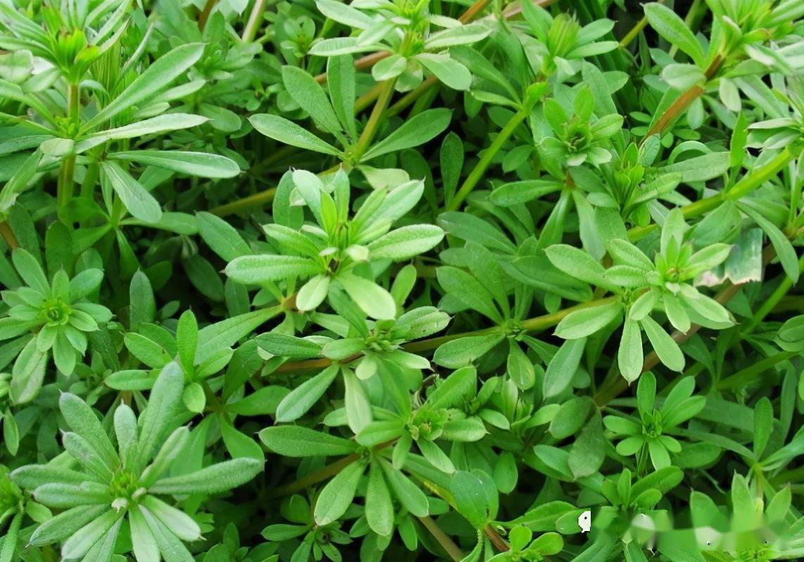 春风吹又生的阔叶草来了以下治理措施要牢记