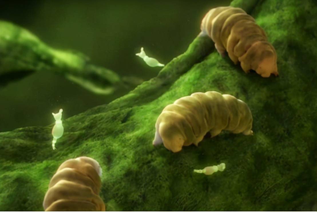 地球上最逆天的生物能在太空中产崽甚至违背自然规律