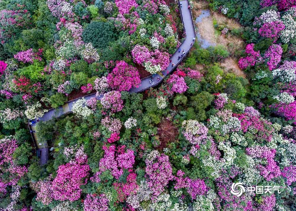 貴州畢節杜鵑花迎來最佳觀賞期奼紫嫣紅美景刷屏