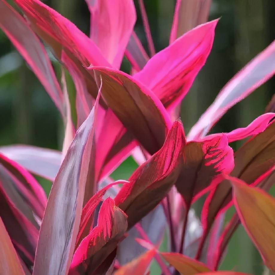 朱蕉叶革质互生,叶片常年为暗红色,但光照不足时叶片容易发绿.