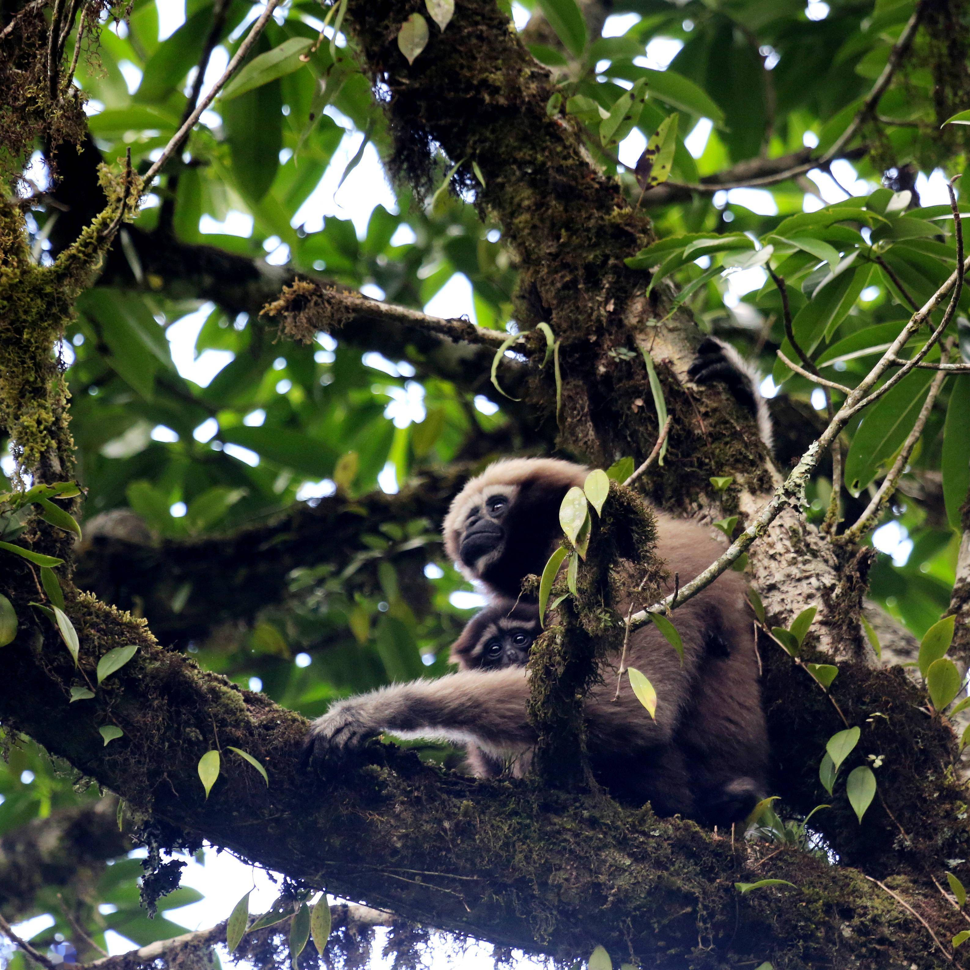 教授的研究团队开始在高黎贡山针对长臂猿和其他灵长类动物进行调查