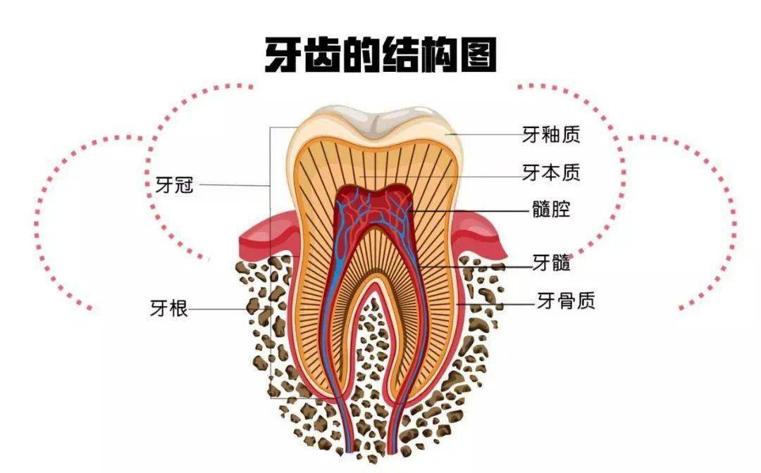 牙本质的基本结构图图片