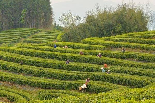 双牌云台山茶场图片