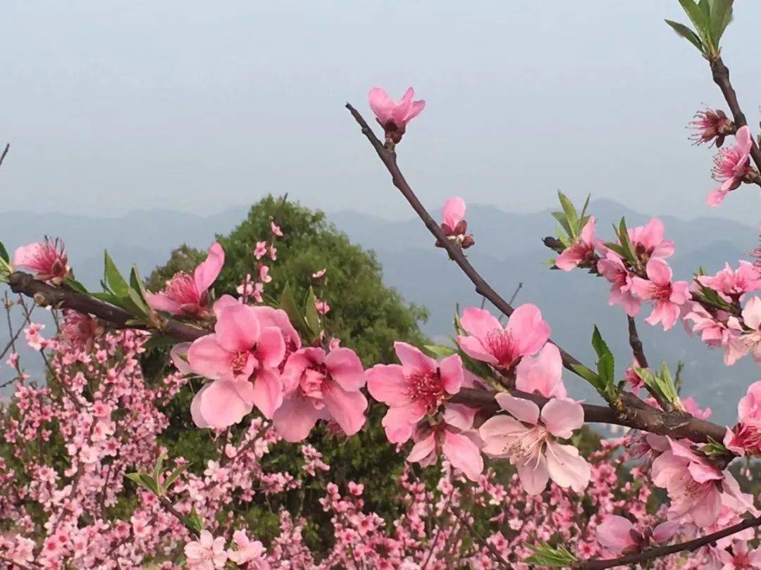 北碚西山坪桃花图片