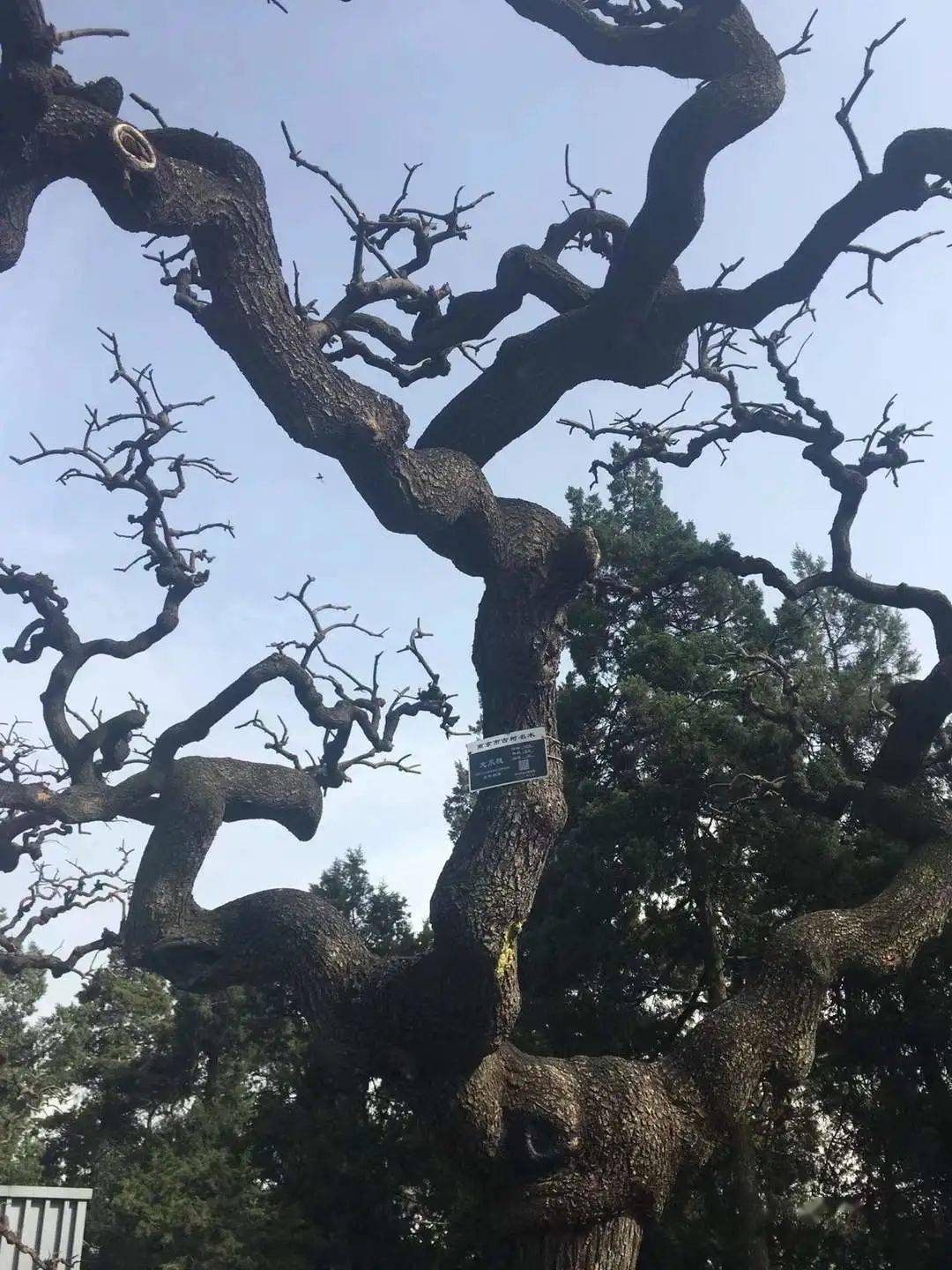 寻访回顾 | 走近钟山景区里的古树名木_南京