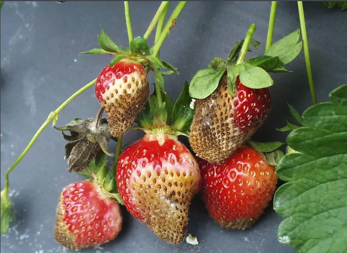 草莓病虫害早知道—革腐病,是重要果实病害,该如何防治呢?