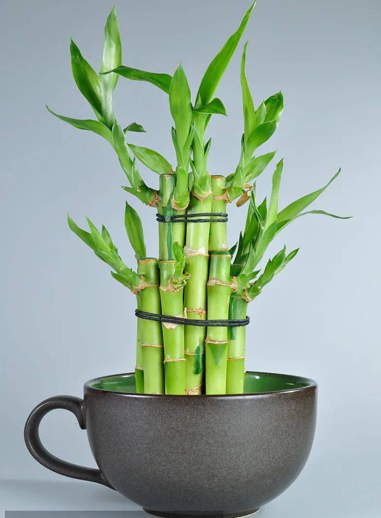 【动植物检疫】 富贵竹出口知多少