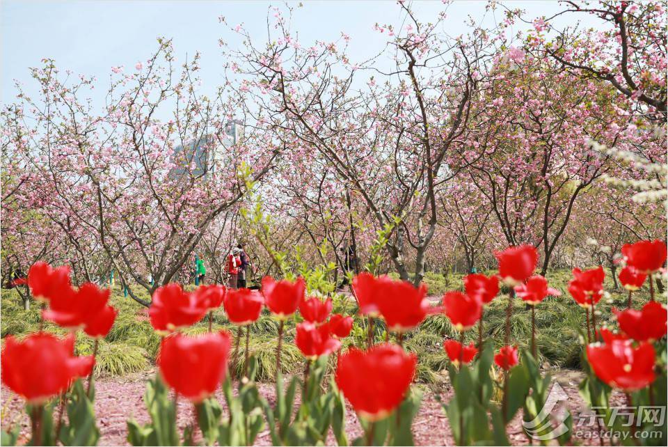 黄兴公园美若天境:暖风熏得游人醉 海棠依旧笑春风