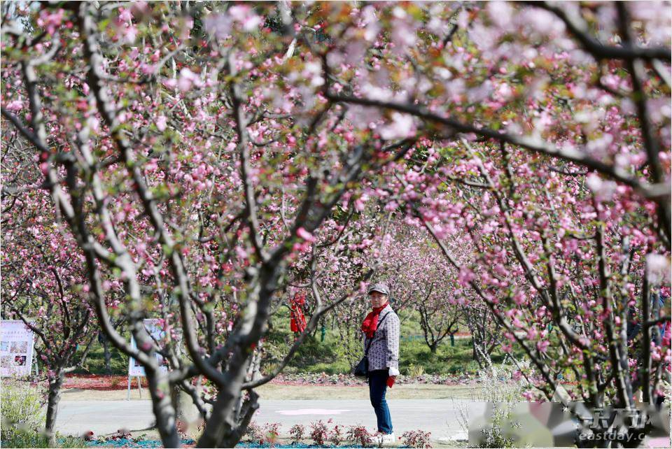 黄兴公园美若天境:暖风熏得游人醉 海棠依旧笑春风
