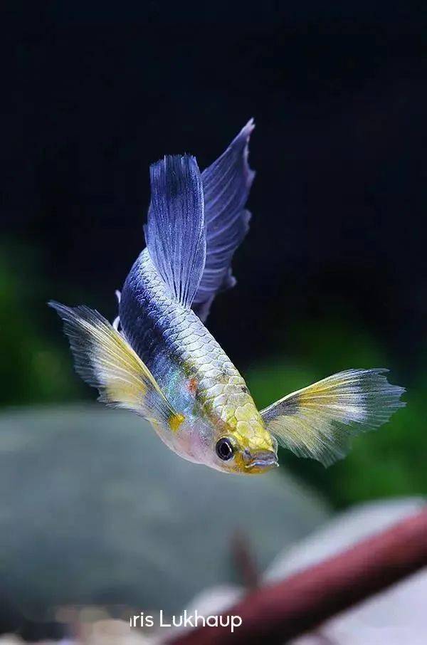 水族排名_水族服饰