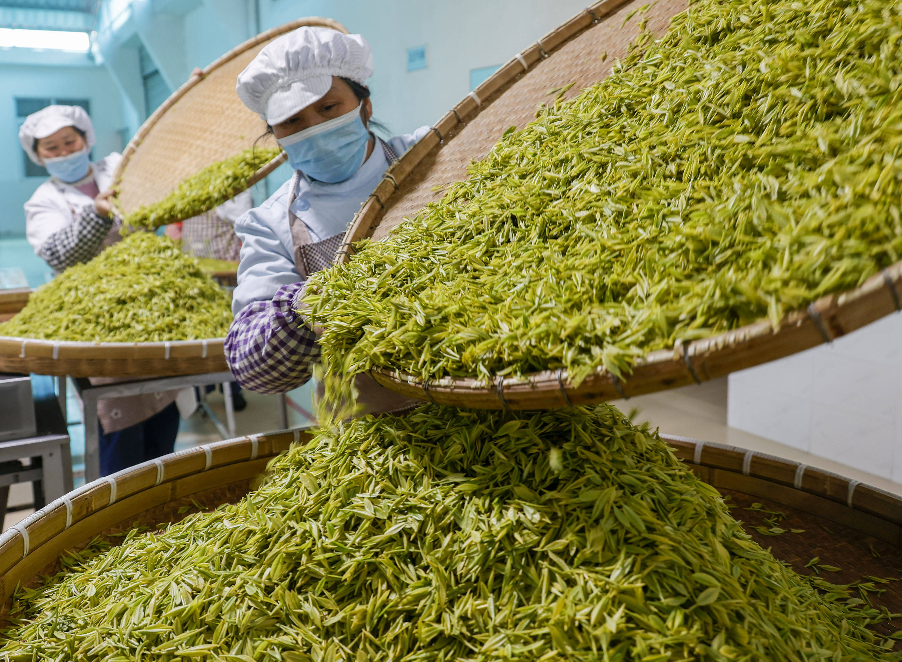 浙江景宁畲乡茶企制茶忙