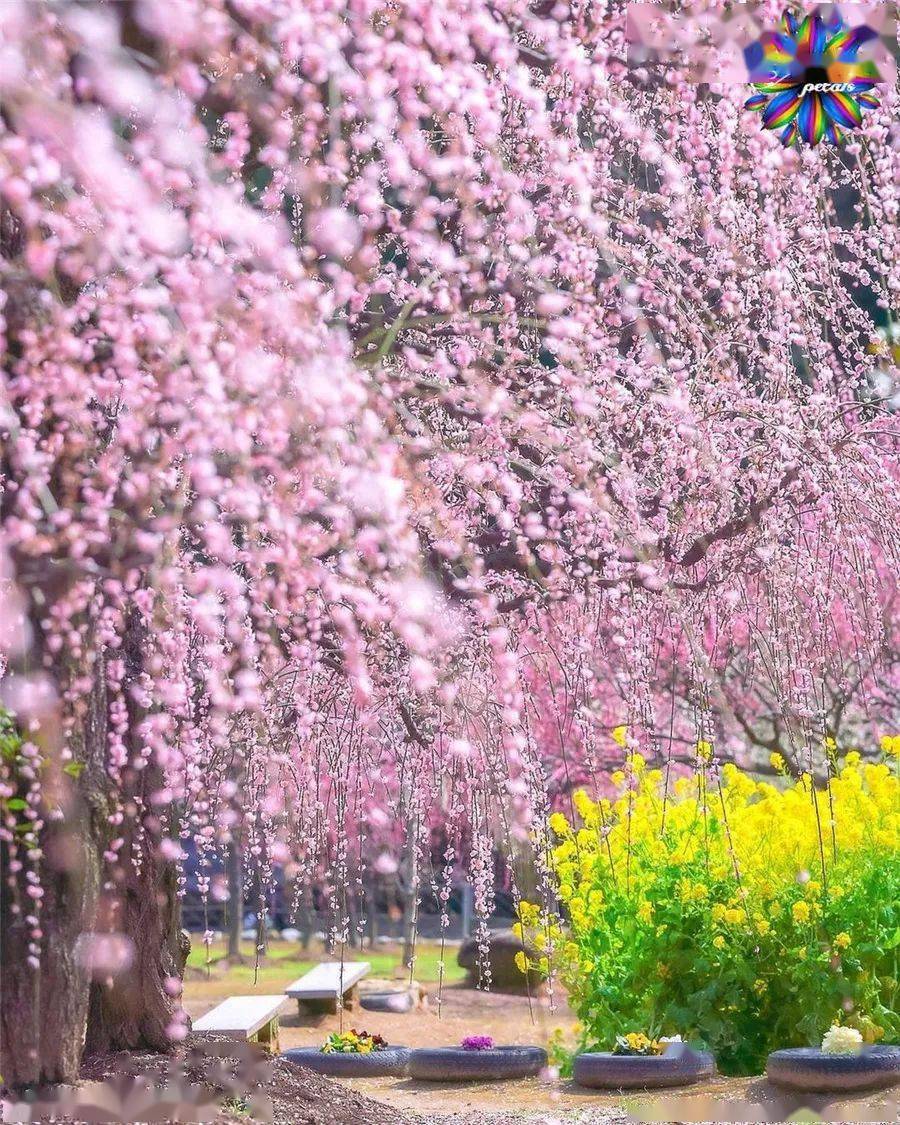 【旅游摄影】百花争艳, 姹紫嫣红,真美!_by