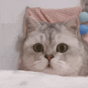 泡芙猫大眼睛表情包图片