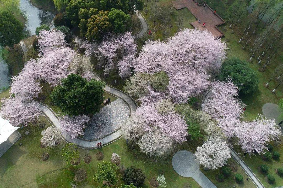 除了黿頭渚,金匱公園,拈花灣,無錫這八大賞櫻勝地也美翻了!_櫻花路