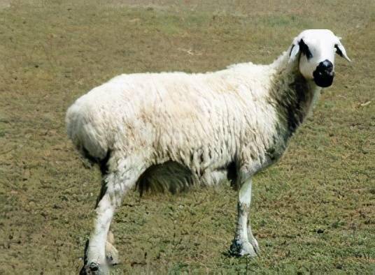 这5个羊品种都是新疆的特产,内地有引进,大家有没有见过?_巴什拜