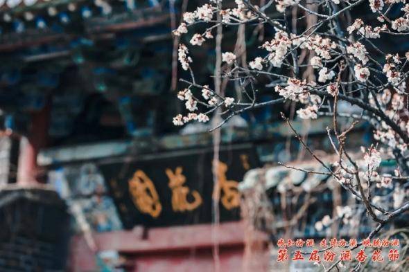 感受传统文化深厚底蕴 第五届汾酒杏花节开幕