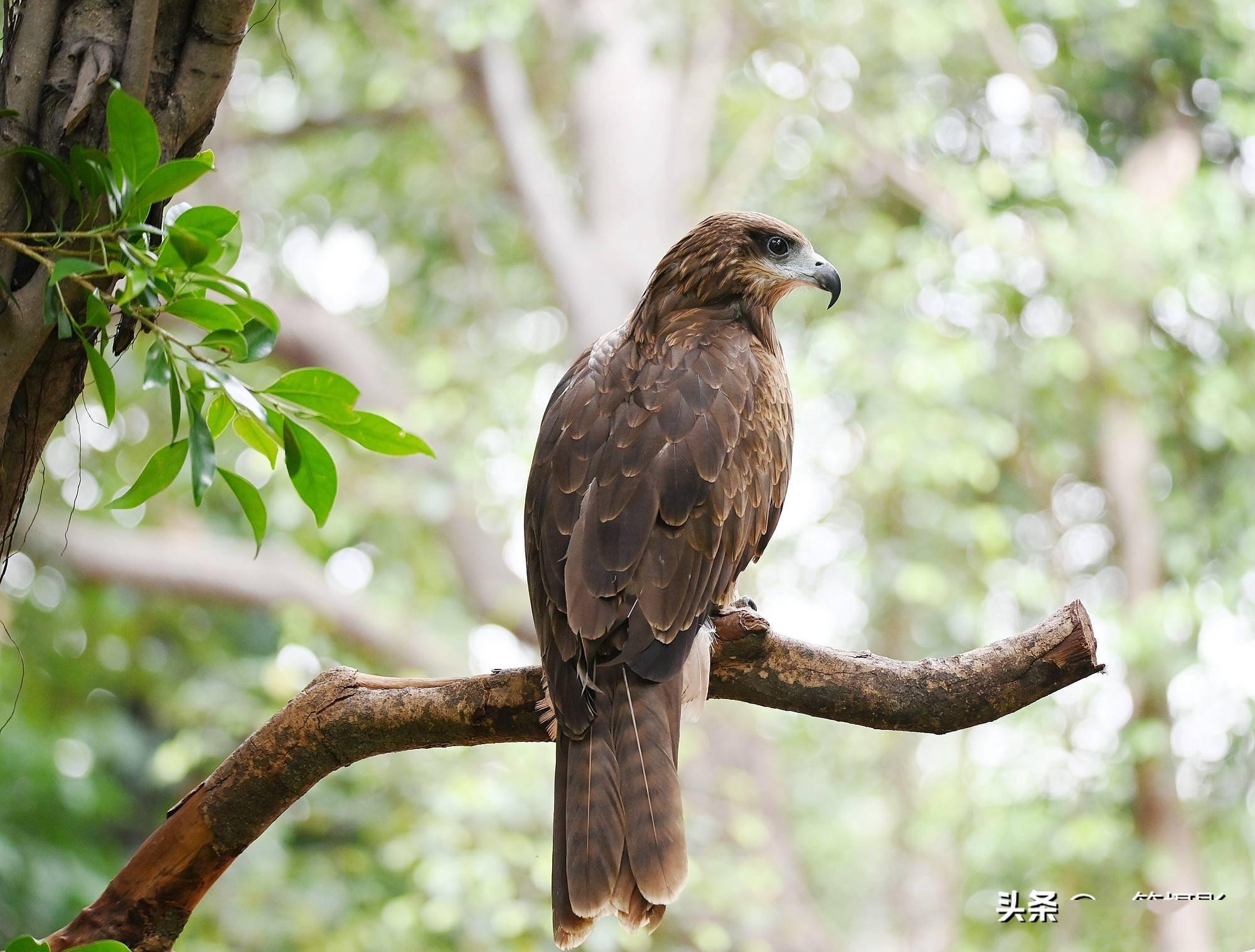 黑鸢——中国国家重点保护野生动物二类保护动物