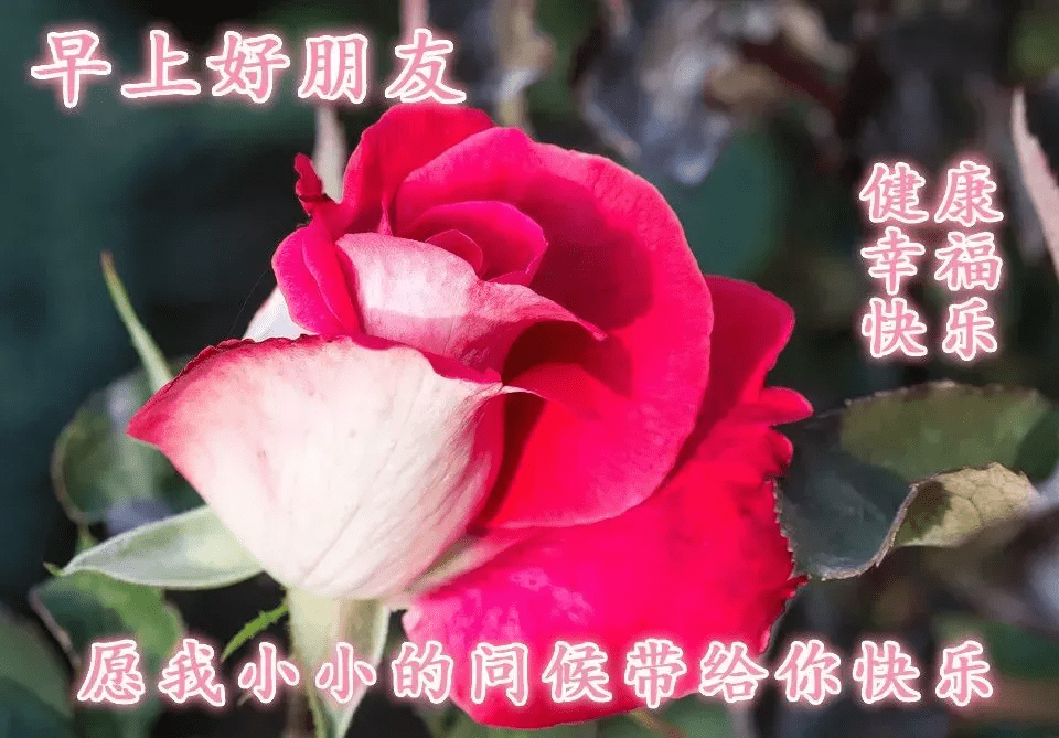 早晨安好：给心灵一抹阳光，温暖安放，心若向阳，无畏悲伤，早安_祝福