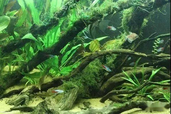 原生造景缸看看国外大神如何还原神秘的南美河域