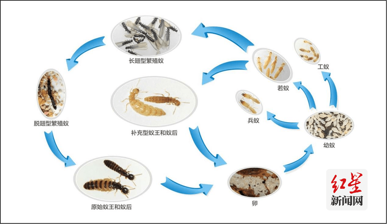 蚂蚁的一生的过程图片图片