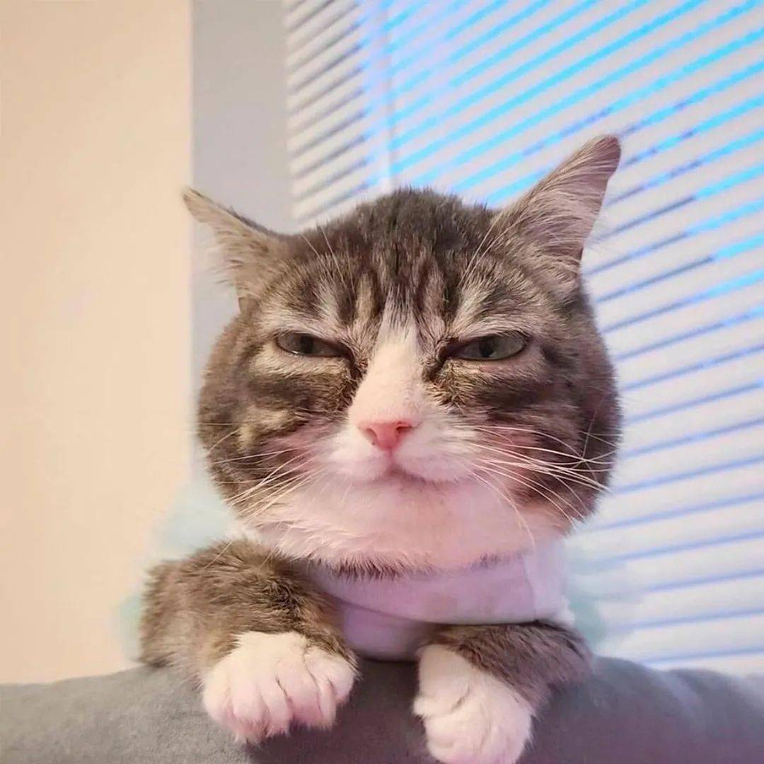 高深莫测的笑容这是我的谁也别想动柔软的腰腿微凉杯中猫感觉你的目光