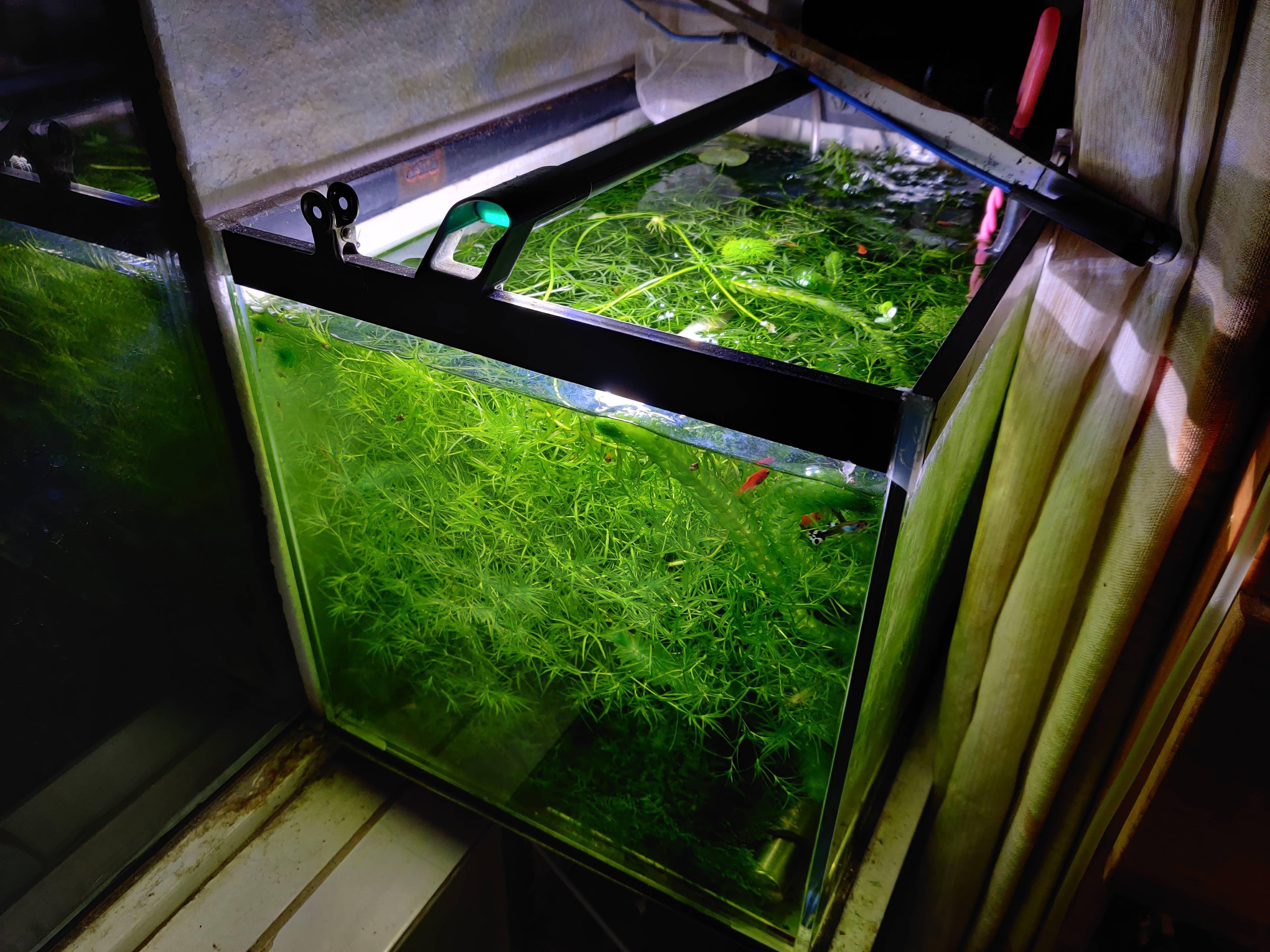 竹节草好看又好养,照着我的方法养,你也可以轻松养到爆缸