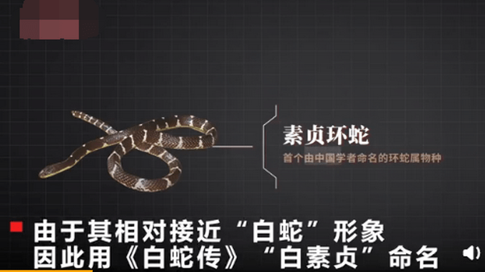 银环蛇|中科院给一剧毒蛇新种命名为素贞 网友：白素贞转世？
