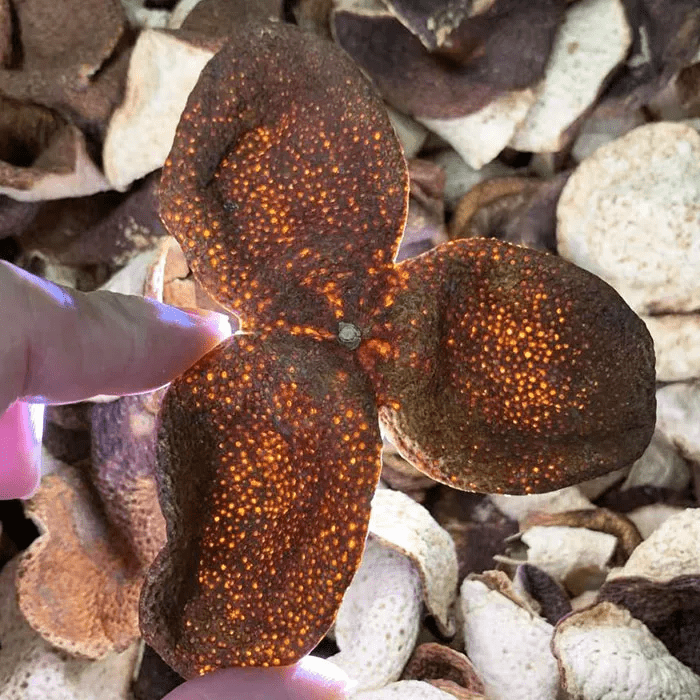 随手拿起一片,陈皮独特的香气扑鼻,随着年份增长,香味逐渐浓烈,陈香醇