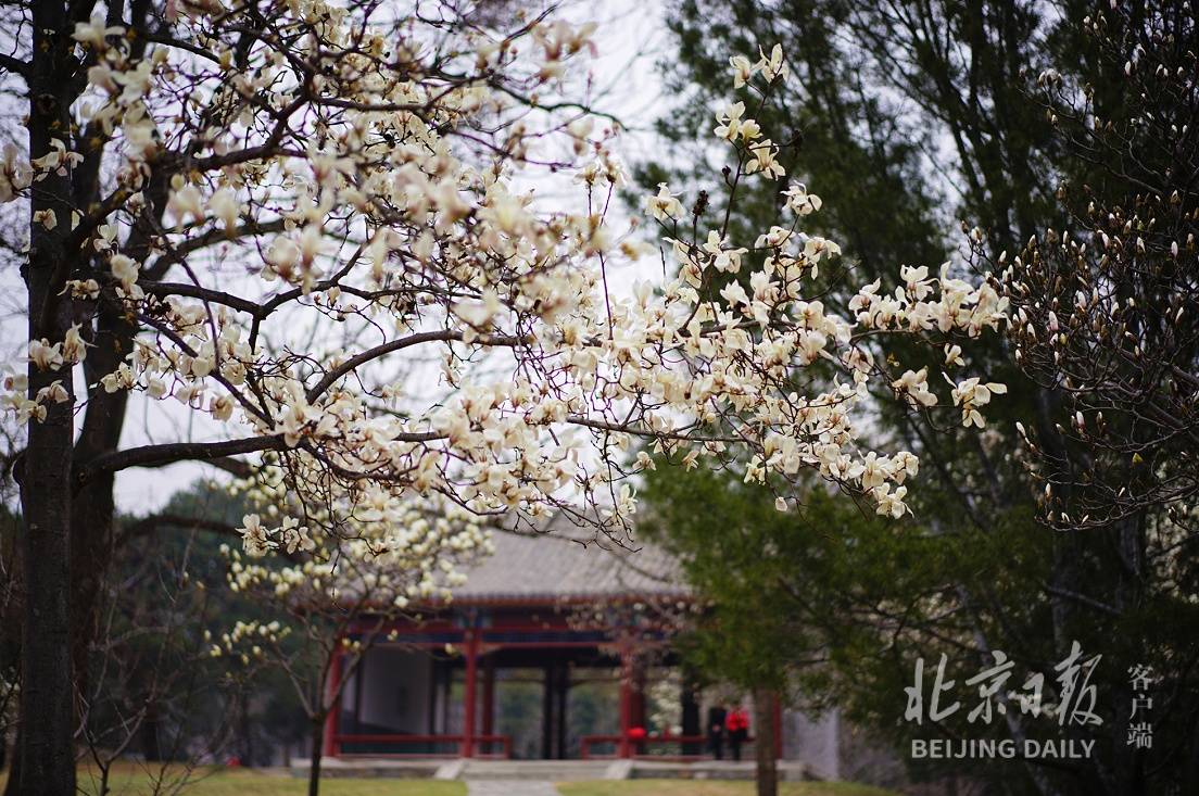 百万春花！北京植物园第33届桃花观赏季即将开幕