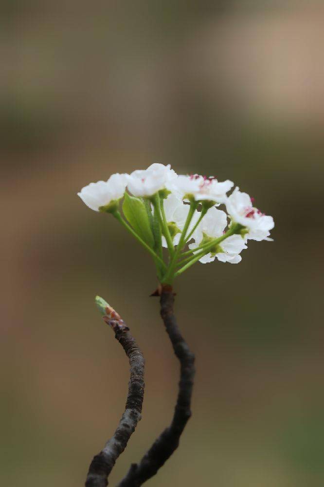 一組紅蕊梨花,雨後清新綻放_舉報